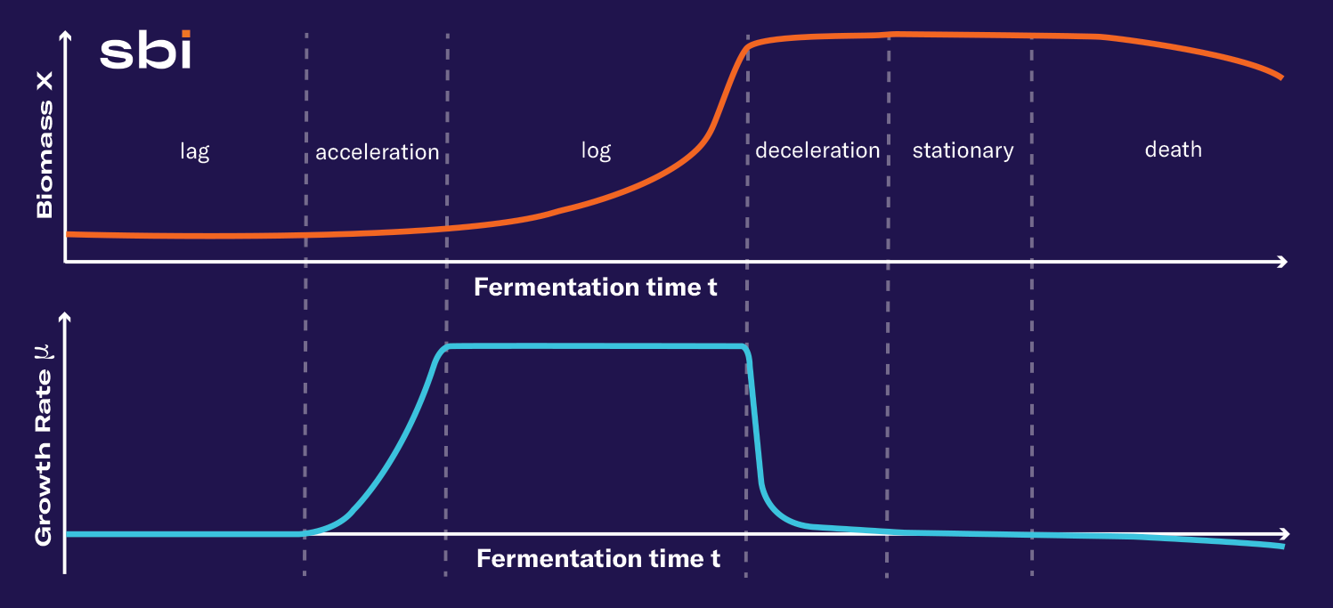 What Are The Stages Of The Bacterial Growth Curve?